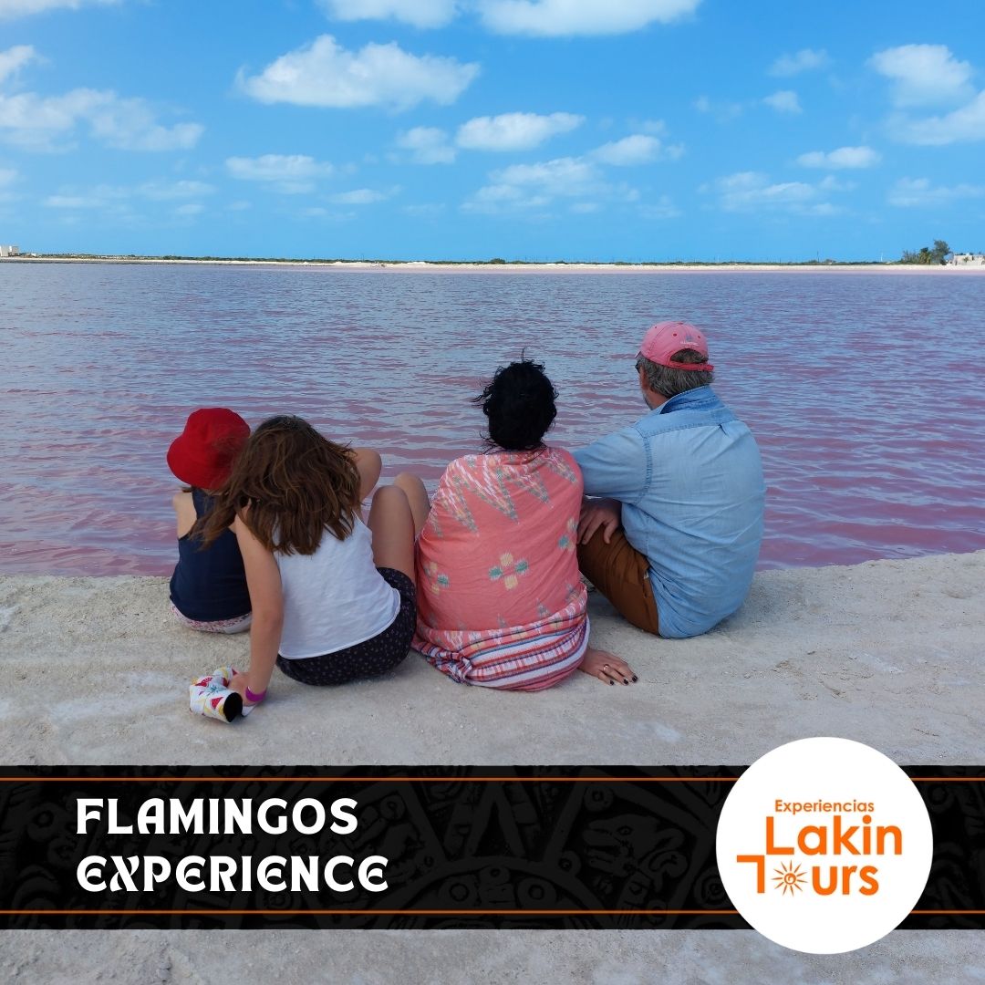 Transportación compartida – Río Lagartos, Las Coloradas y cenote - Image 3