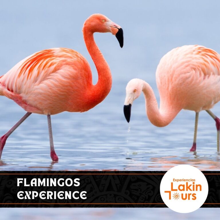 Flamingos-experience-lakin-tours (3)