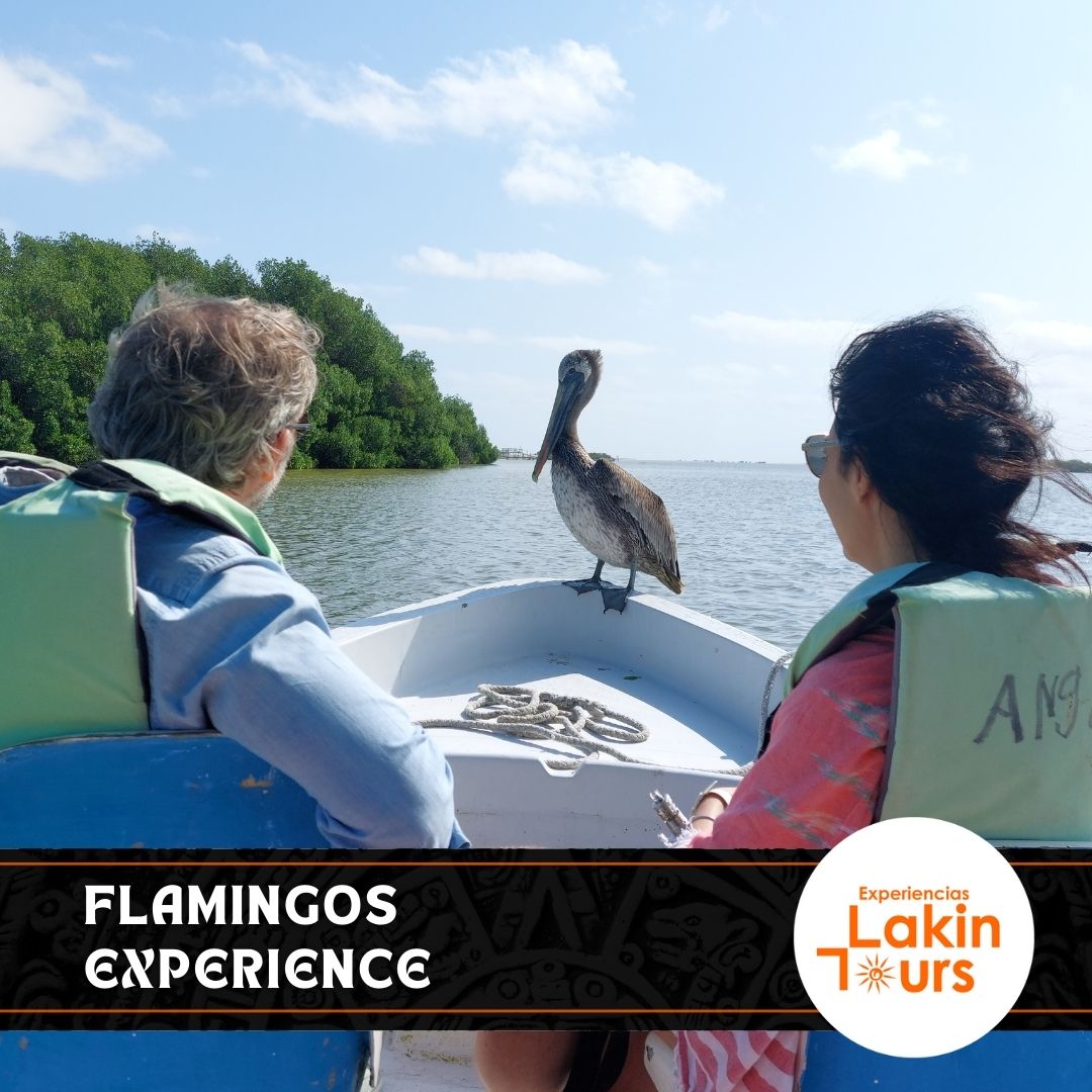 Transportación compartida – Río Lagartos, Las Coloradas y cenote - Image 6