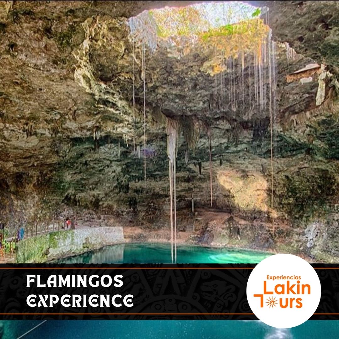 Transportación compartida – Río Lagartos, Las Coloradas y cenote - Image 5