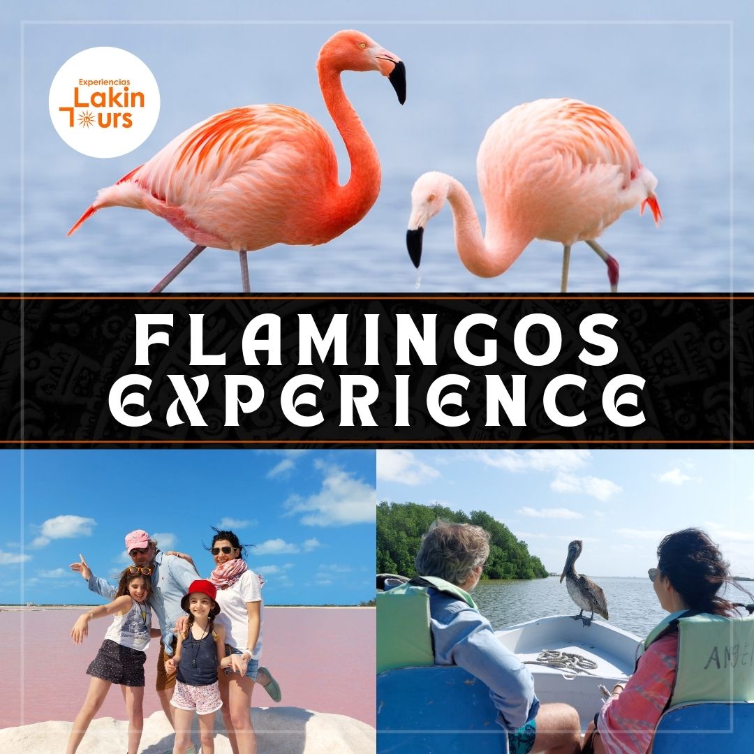 Flamingos en Río Lagartos — Lakin Tours